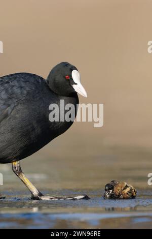 harte Kost... Blässralle Fulica atra , auch Blässhuhn genannt, im Winter häufiger, weit verbreiteter, auffälliger schwarzer Wasservogel mit Weißer Blässe und rundlicher Gestalt, steht auf Eis vor einer Wandermuschel, Die von Blässrallen gerne g Black Coot / Eurasian Coot Fulica atra in piedi sul ghiaccio di fronte a una cozze zebra, corpo intero, lunghezza, vista laterale, comune, ampia varietà di uccelli acquatici, fauna selvatica, Europa. Nordrhein-Westfalen Deutschland, Westeuropa Foto Stock