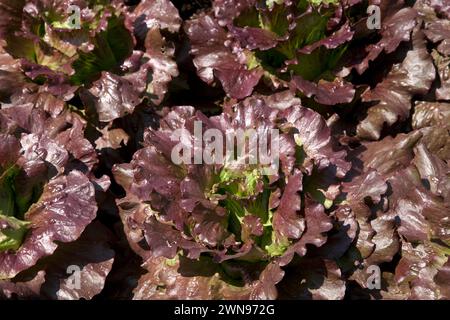 lattughe crescenti file wisley surrey inghilterra Foto Stock