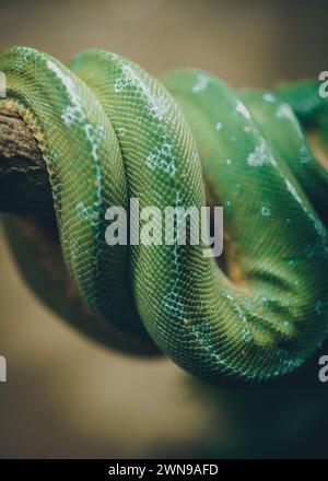 Primo piano ritratto di un serpente nascosto nel suo habitat naturale Foto Stock