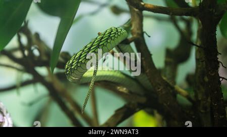 Primo piano ritratto di un serpente nascosto nel suo habitat naturale Foto Stock