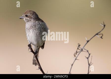 shrike dal dorso rosso (Lanius collurio), lussureggiante, riserva privata di rinoceronte nero, Parco Nazionale di Pilanesberg, Sudafrica Foto Stock