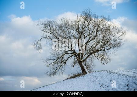 Un albero solitario senza foglie sorge su una collina innevata sotto un cielo nuvoloso, quercia, Quercus, Wuelfrath, Mettmann, Bergisches Land, Nord Foto Stock