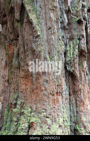 Primo piano di un'antica corteccia di alberi di sequoia Foto Stock