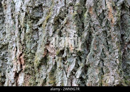 Primo piano di un'antica corteccia di alberi di sequoia Foto Stock