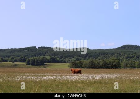 Mucca bruna delle Highlands con grandi corna che pascolano in un prato circondato da fiori selvatici Foto Stock