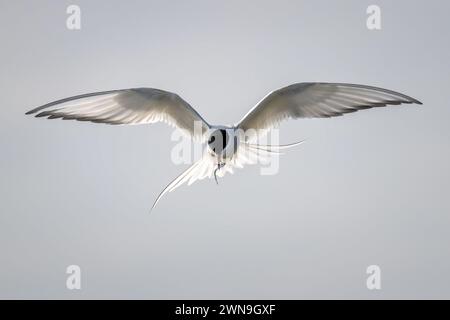 Terna artica con pesci nel becco in volo verso la telecamera in Galles. Cemlyn North Wales Wildlife Trust Reserve ad Anglesey Foto Stock