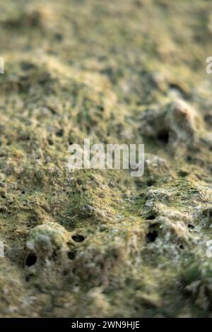 Vista di Mosses al mattino presto, oasi nel deserto Foto Stock