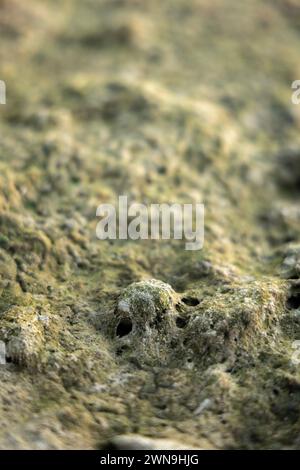 Vista di Mosses al mattino presto, oasi nel deserto Foto Stock