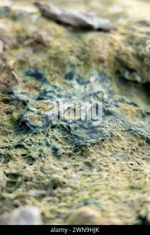 Vista di Mosses al mattino presto, oasi nel deserto Foto Stock