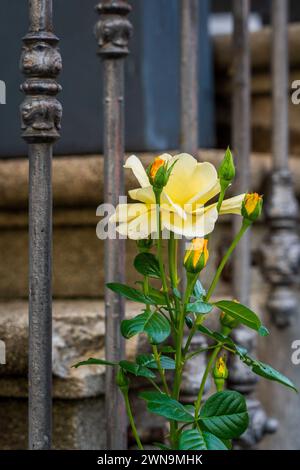 Rosa gialla di fronte alla vecchia ringhiera. Foto Stock
