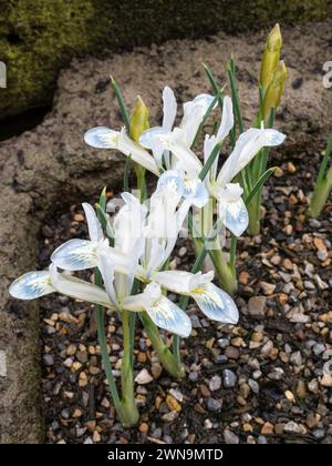 I delicati fiori bianchi dell'Iris reticulata "Frozen Plant" Foto Stock