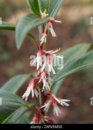 Un primo piano di un unico gambo fiorito della perla invernale Sarcocca hookeriana Foto Stock