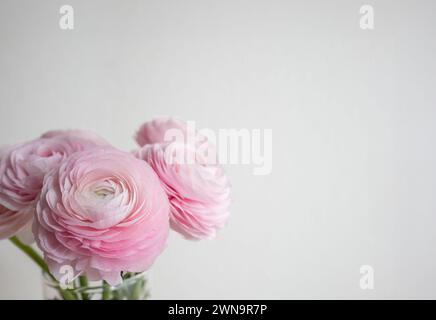 Ranunculus rosa pallido in fiore o fiore a tazza isolato su bianco. Primo piano, copia spazio, niente persone. Foto Stock