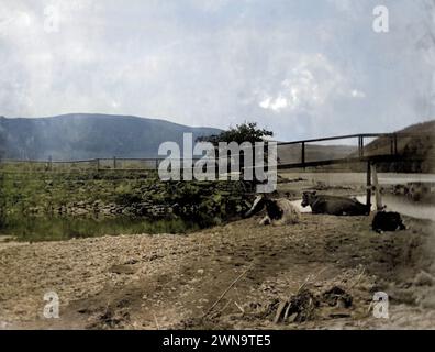 1895 Colourised Historic Photograph of Cows in River by Bridge near Keswick , Lake District, Cumberland, Inghilterra, Regno Unito Foto Stock