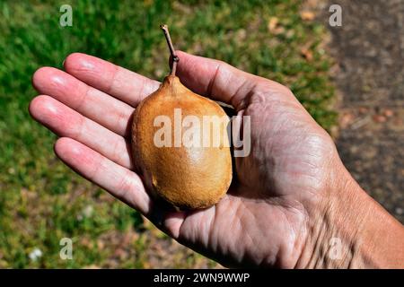Semi di jacaranda blu (Jacaranda mimosifolia) a portata di mano Foto Stock