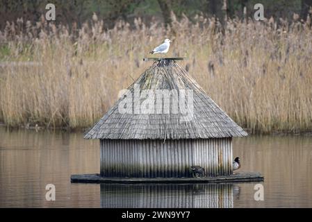 Rostock, Germania. 1 marzo 2024. Un piccolo gabbiano siede sulla casa dei cigni sullo stagno dei cigni a Rostock. Oggi è l'inizio della primavera sul calendario. Crediti: Frank Hormann/dpa/Alamy Live News Foto Stock