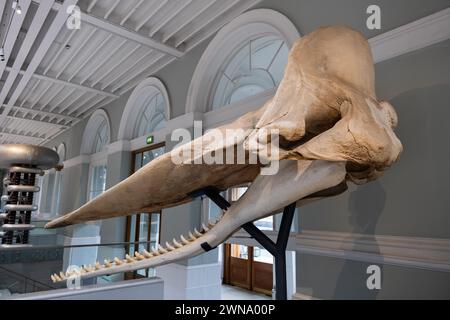 Cranio e maschili di un capodoglio maschio adulto Physeter catodon (Physeter macrocephalus) nella famiglia Physeteridae al National Museum of Scotland in Foto Stock