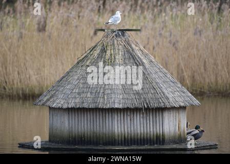 Rostock, Germania. 1 marzo 2024. Un piccolo gabbiano siede sulla casa dei cigni sullo stagno dei cigni a Rostock. Oggi è l'inizio della primavera sul calendario. Crediti: Frank Hormann/dpa/Alamy Live News Foto Stock