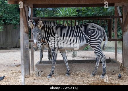 Grevy zebra (Equus grevyi) o zebra imperiale, animale della famiglia degli equidi nello zoo di Lisbona, Portogallo, regione nativa: Kenya ed Etiopia. Foto Stock