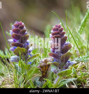 Un primo piano del bugle piramidale (Ajuga pyramidalis) in erba verde Foto Stock