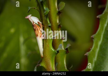 Una mancia di orchidee su una pianta verde Foto Stock