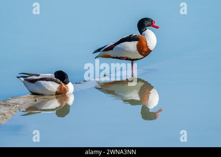 I due scaffali comuni nell'acqua Foto Stock