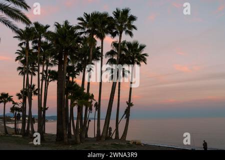 Grupo de palmeras en la playa de San Pedro de Alcántara, Marbella. Colores en el cielo del atardecer. España Foto Stock