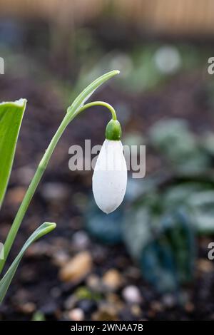 Galanthus elwesii 'Marjorie Brown' Greater snowdrop Foto Stock