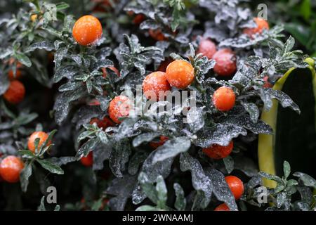 Piccoli frutti di arancia su una pianta verde nella neve Foto Stock