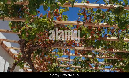 Natura, agricoltura e vino. Foto Stock