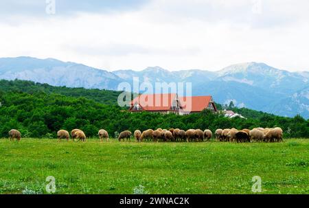 Una mandria di pecore pascolano su un campo verde vicino alle montagne del Caucaso. Foto Stock