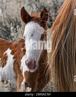 La mandria di cavalli selvatici di Steens Mountain ha una struttura da lieve a moderata e varia in colori: Vernici, colmo, roan, buckskin, nero, palomino, e. Foto Stock