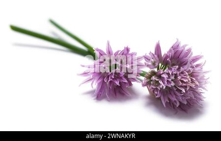 Purpple Cipolla Flowers Cut Out on White. Foto Stock