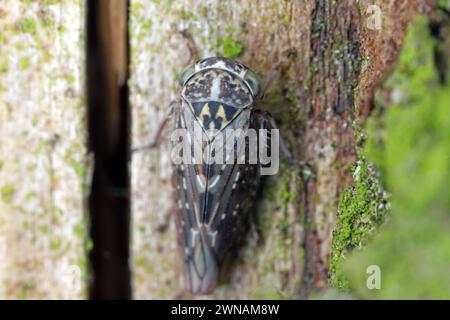 Idiocero, Leafhopper che svernava sotto la corteccia di un albero. Foto Stock