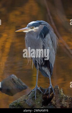 Great Blue Heron, Ardea herodias, pesca al Discovery Park, Seattle, Washington State, USA Foto Stock