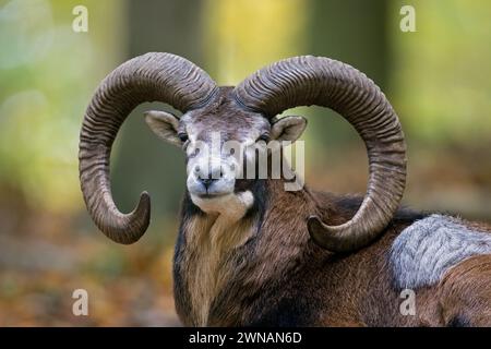 Mouflon europeo (Ovis aries musimon / Ovis gmelini musimon), ritratto ravvicinato di montone / maschio con grandi corna nella foresta durante il rut in autunno / autunno Foto Stock