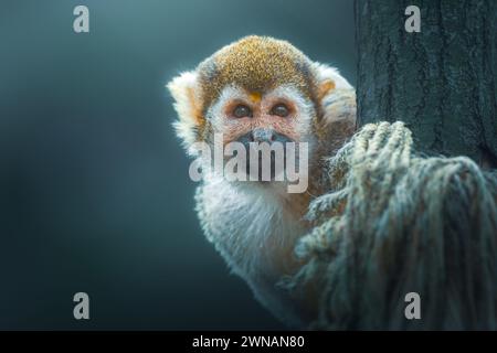 Scimmia scoiattolo comune (Saimiri sciureus) in un albero al buio Foto Stock