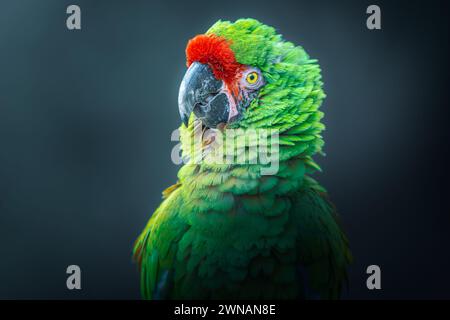 Fotografia di un pappagallo verde pappagallo in posa (Ara militaris) Foto Stock