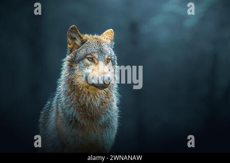 Lupo grigio (Canis Lupus), noto anche come lupo di legno, isolato nella foresta Foto Stock
