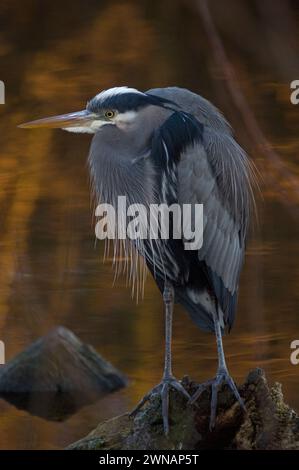 Great Blue Heron, Ardea herodias, pesca al Discovery Park, Seattle, Washington State, USA Foto Stock