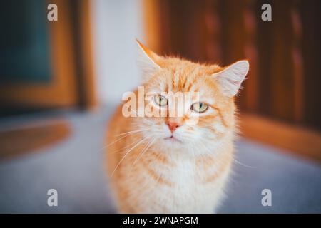 Rosso Tabby tom Cat Foto Stock