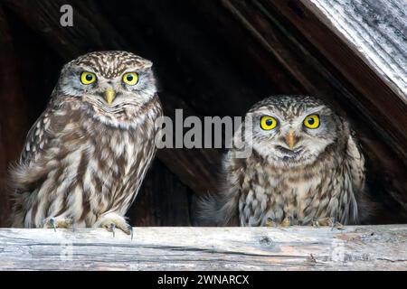 Coppia di carini gufi (Athene noctua) Foto Stock
