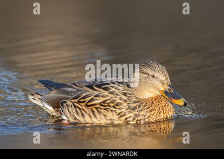 Maschili sullo stagno all'alba (Anas platyrhynchos) Foto Stock