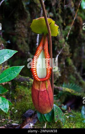 Piano lanciatore nella foresta pluviale del Borneo malese sulle pendici del monte Trusmadi. Nepenthes nella giungla vista ravvicinata. Foto Stock