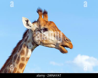 Giraffa Giraffa camelopardalis regione del Capo Sudafrica Foto Stock