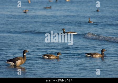 Oche Brant Branta bernicla nigricans che nutrono riposati viaggiando lungo le coste rocciose Puget Sound Salish Sea migrazione fermata Discovery Park Washington Foto Stock