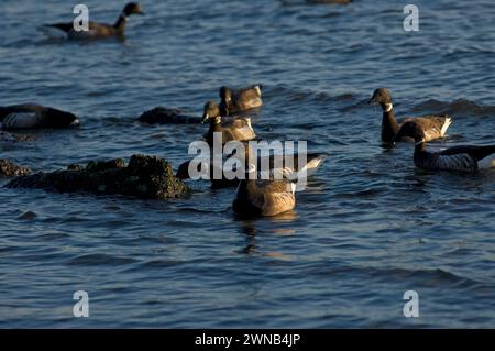 Oche Brant Branta bernicla nigricans che nutrono riposati viaggiando lungo le coste rocciose Puget Sound Salish Sea migrazione fermata Discovery Park Washington Foto Stock