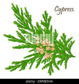 Ramoscello cipresso con coni isolati.rami verdi di thuja con coni marroni.flora naturale natalizia invernale . Natale, decorazione di Capodanno. Isolato Foto Stock