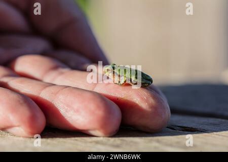 Il treefrog grigio (Hyla versicolor) è una rana nativa degli stati Uniti e del Canada Foto Stock
