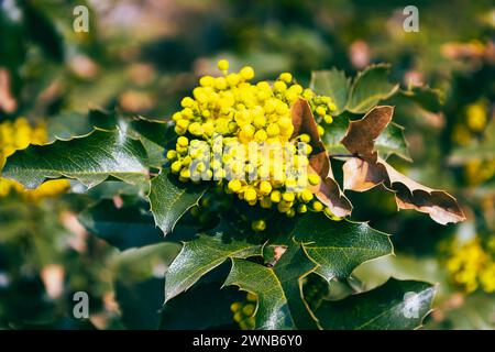 Fiori gialli luminosi sul ramo di Berberis si riscontra in primavera. Bellezza naturale della mahonia strisciante. Carta da parati stagionale per il design. Blossom di Foto Stock